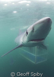 blue shark with the cage behind by Geoff Spiby 